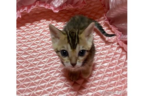 成約済の岡山県のベンガル-48226の2枚目