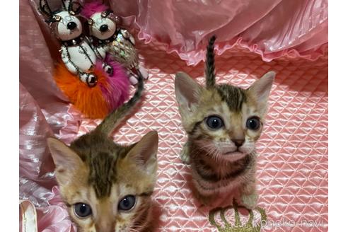 成約済の岡山県のベンガル-48226の3枚目