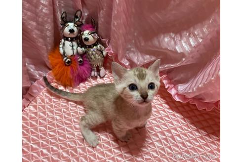 成約済の岡山県のベンガル-48228の2枚目