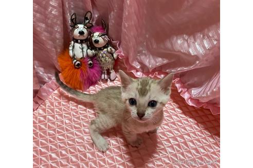 成約済の岡山県のベンガル-48228の1枚目