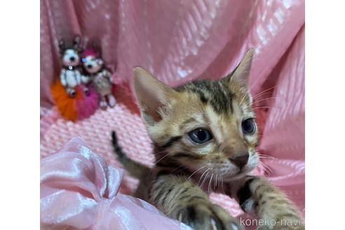 成約済の岡山県のベンガル-48227の3枚目