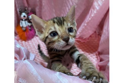 成約済の岡山県のベンガル-48227