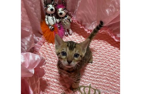 成約済の岡山県のベンガル-48227の2枚目