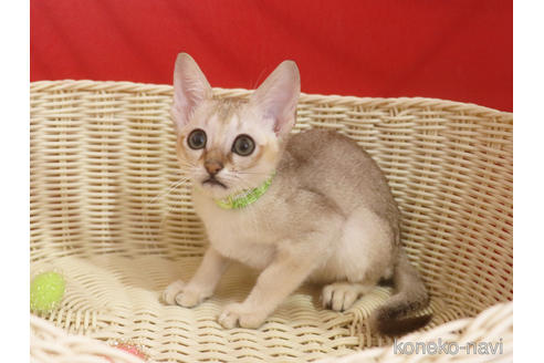 成約済の埼玉県のシンガプーラ-46246の11枚目