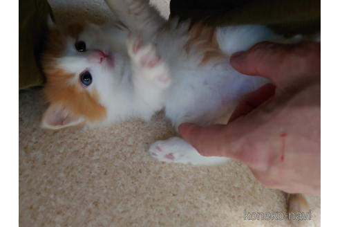 成約済の埼玉県のノルウェージャンフォレストキャット-49603の3枚目