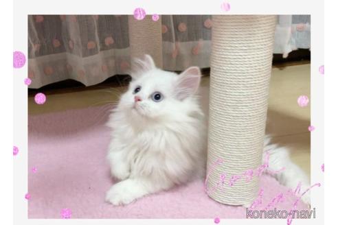 販売中の愛媛県のスコティッシュフォールド-50306