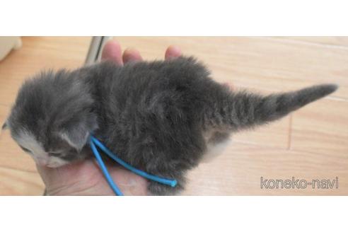 成約済の茨城県のノルウェージャンフォレストキャット-50446の2枚目