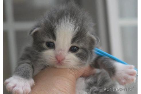 成約済の茨城県のノルウェージャンフォレストキャット-50446の3枚目
