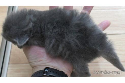 成約済の茨城県のノルウェージャンフォレストキャット-50450の3枚目