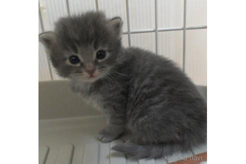 成約済の茨城県のノルウェージャンフォレストキャット-50450の1枚目