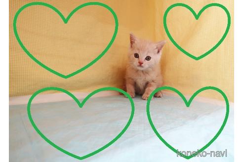 成約済の東京都のスコティッシュフォールド-50460の1枚目