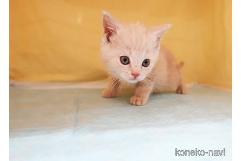 成約済の東京都のスコティッシュフォールド-50460の4枚目