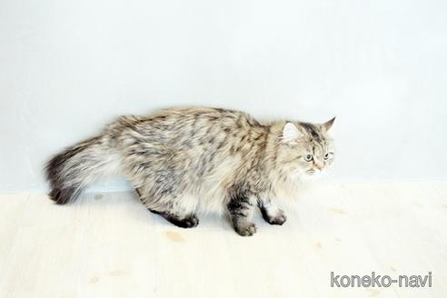 成約済の佐賀県のペルシャ(チンチラ)-35617の2枚目