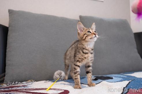 成約済の大阪府のオシキャット-50571