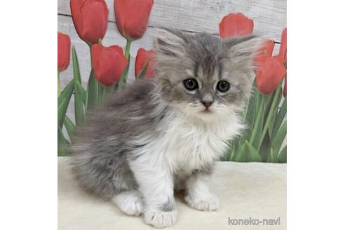 成約済の山梨県のスコティッシュフォールド-50584の1枚目