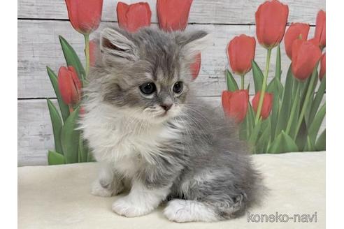 成約済の山梨県のスコティッシュフォールド-50584の3枚目