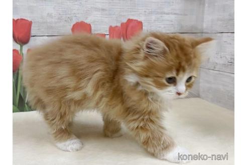 成約済の山梨県のスコティッシュフォールド-50588の3枚目
