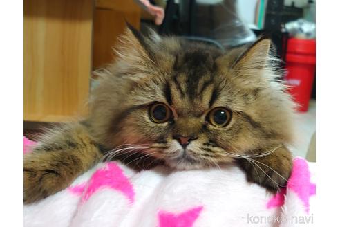 成約済の愛知県のペルシャ-44917の1枚目