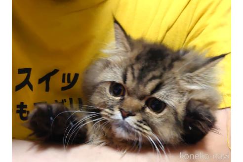 成約済の愛知県のペルシャ-44917の3枚目