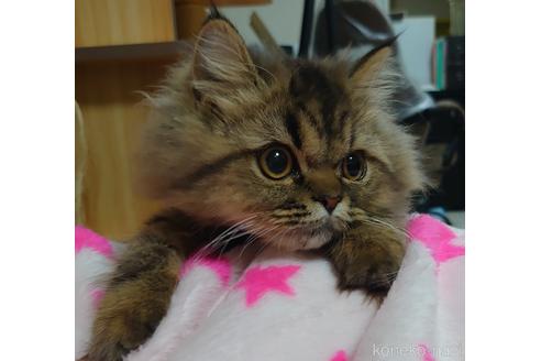 成約済の愛知県のペルシャ-44917の2枚目