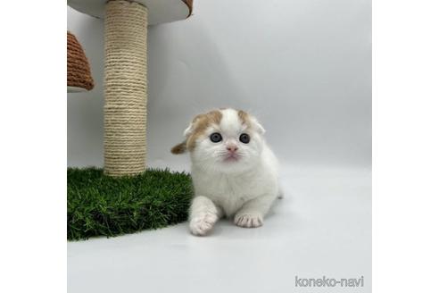 販売中の徳島県のスコティッシュフォールド(折れ耳)-50654