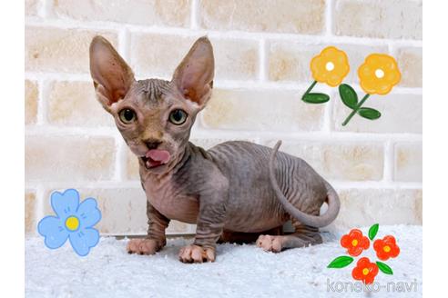 成約済の東京都のバンビーノ-48162の8枚目