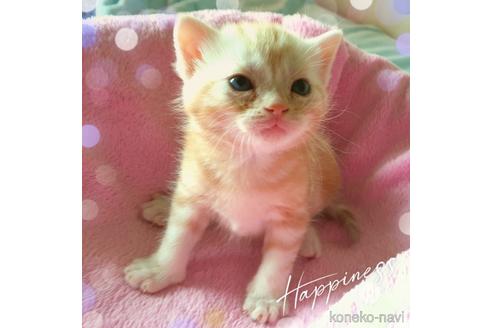 成約済の東京都のアメリカンショートヘア-49911の10枚目