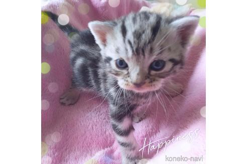 成約済の東京都のアメリカンショートヘア-49908の8枚目