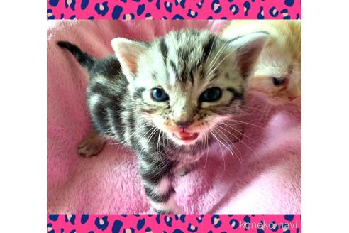 成約済の東京都のアメリカンショートヘア-49908の7枚目