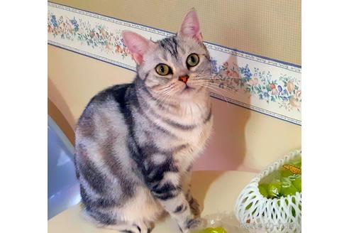 販売中の東京都のアメリカンショートヘア-50790の6枚目