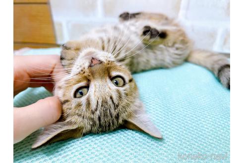 成約済の東京都のジェネッタ-48739の8枚目