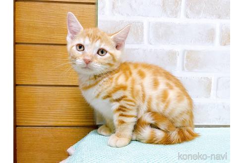 成約済の東京都のジェネッタ-48738の6枚目
