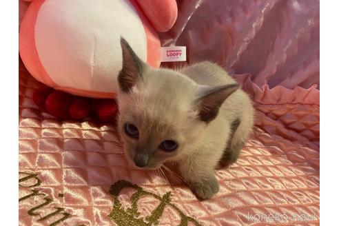 販売中の岡山県のシャム(サイアミーズ)-48232