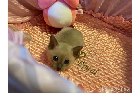 販売中の岡山県のシャム(サイアミーズ)-48232の2枚目