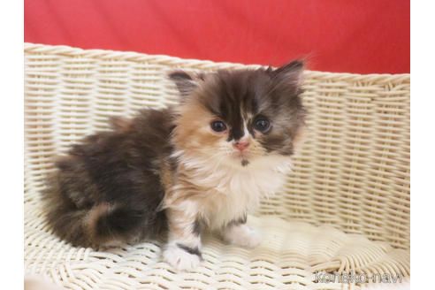 成約済の埼玉県のスコティッシュフォールド-49878の21枚目