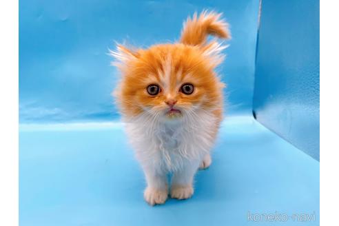 成約済の東京都のミヌエット-50853の6枚目