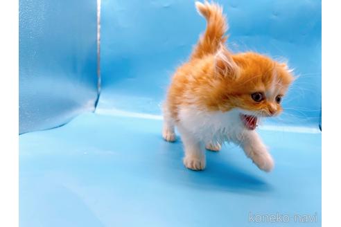 成約済の東京都のミヌエット-50853の7枚目