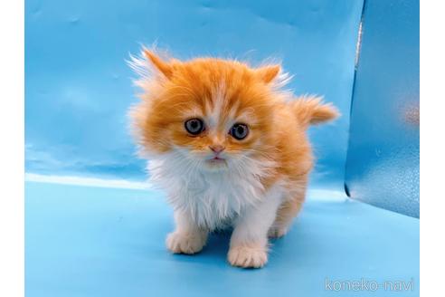 成約済の東京都のミヌエット-50853の8枚目