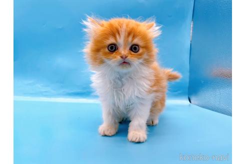 成約済の東京都のミヌエット-50853の9枚目