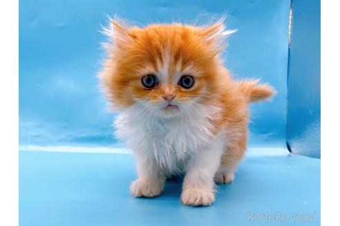 成約済の東京都のミヌエット-50853の10枚目