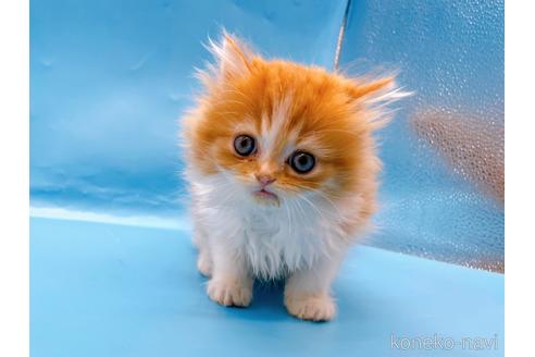 成約済の東京都のミヌエット-50853の11枚目