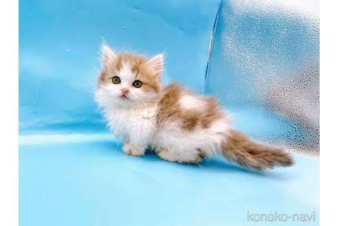 成約済の東京都のミヌエット(短足)-50852の10枚目