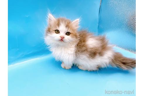 成約済の東京都のミヌエット(短足)-50852の11枚目