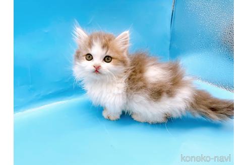 成約済の東京都のミヌエット(短足)-50852の12枚目