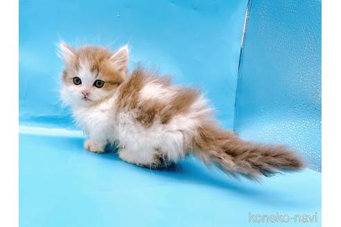 成約済の東京都のミヌエット(短足)-50852の13枚目