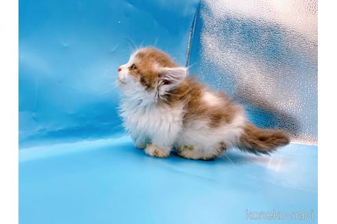 成約済の東京都のミヌエット(短足)-50852の14枚目