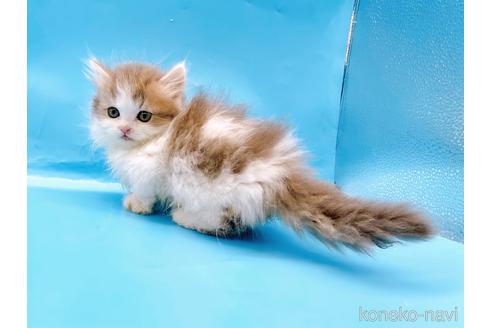 成約済の東京都のミヌエット(短足)-50852の15枚目