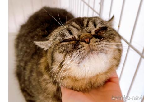 成約済の東京都のエキゾチックショートヘア-35637の7枚目