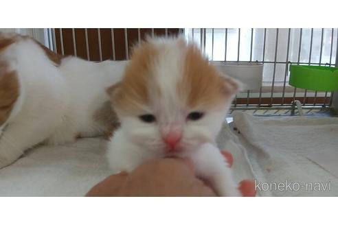 成約済の愛知県のスコティッシュフォールド-50891の17枚目