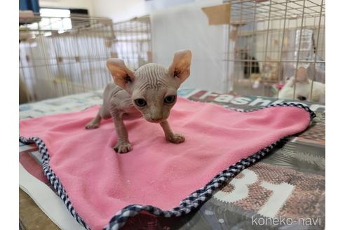 成約済の千葉県のエルフキャット-47940の2枚目